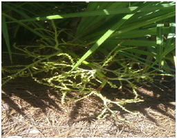 sawpalmettoinflorescence