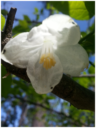 silverbellflower