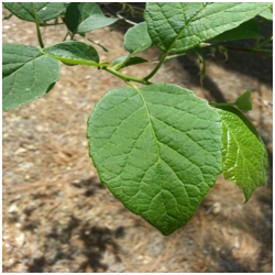 silverbellleaf