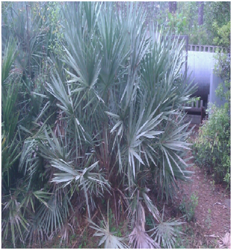 silversawpalmettofull