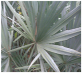 silversawpalmettoleaf