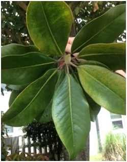 southernmagnolialeaf