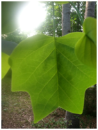 tulippoplarleaf