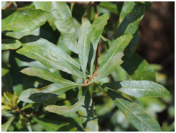 waxmyrtleleaf