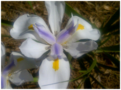 whiteafricanirisflower