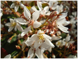 whiteindianhawthornflowers