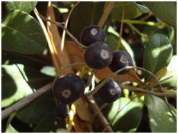 whiteindianhawthornfruit