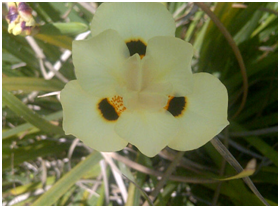 yellowafricanirisflower