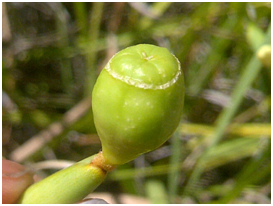 yellowafricanirisfruit