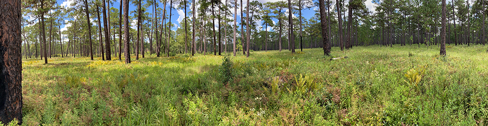 bigwoods-greenwood-thomas-georgia