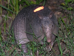 armadillo