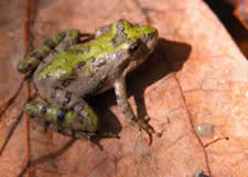 northern cricket frog