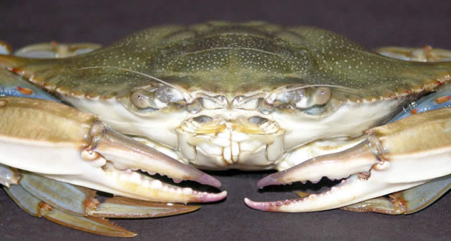 Crab