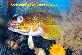 Gobionotothen gibberifrons