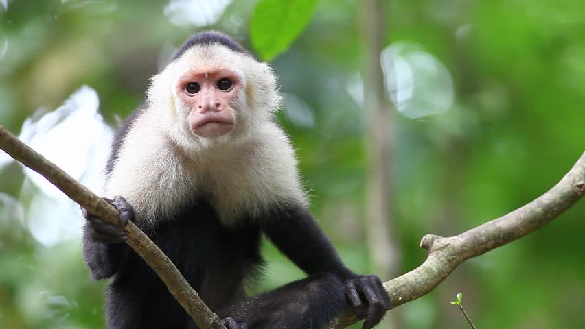 Costa Rica monkey