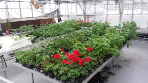 BSC Greenhouse