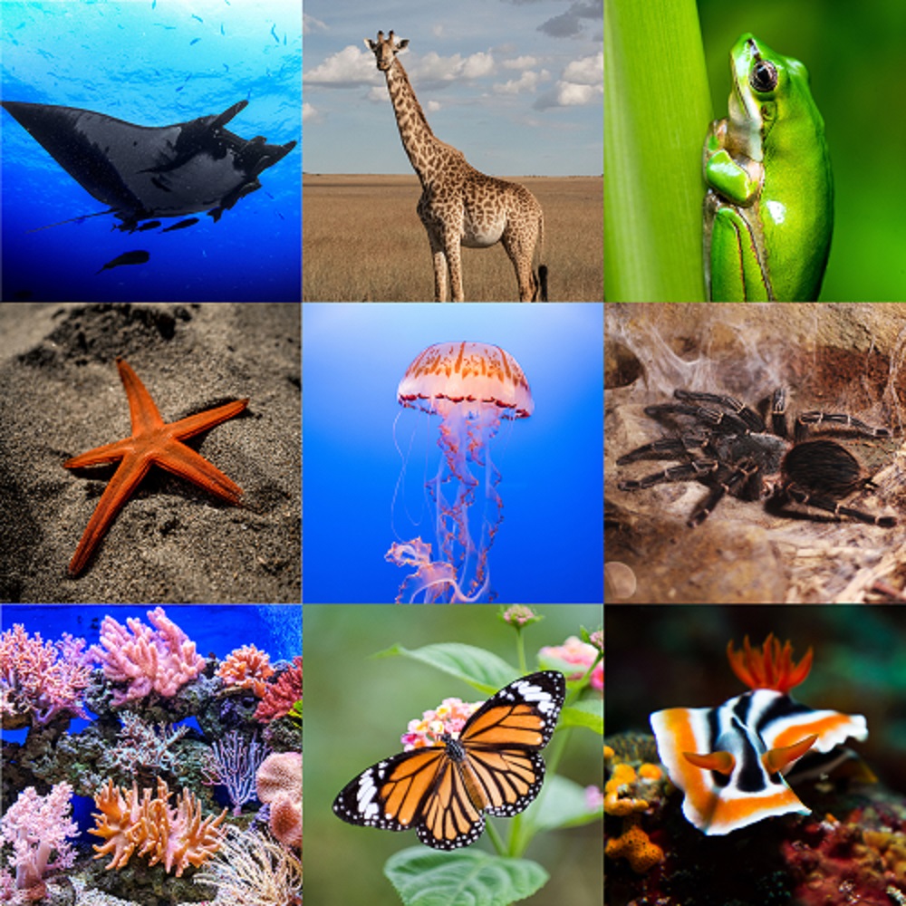 Animals Image VRR